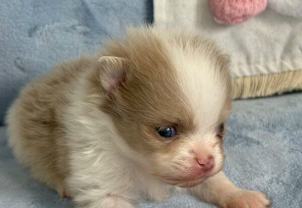 Blue Sable Merle Parti