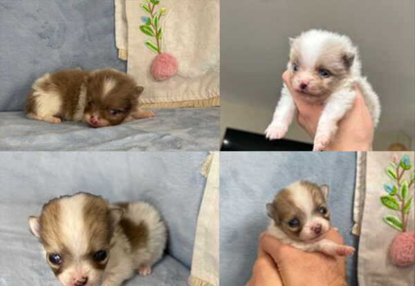 Blue Sable Merle Parti - Image 2