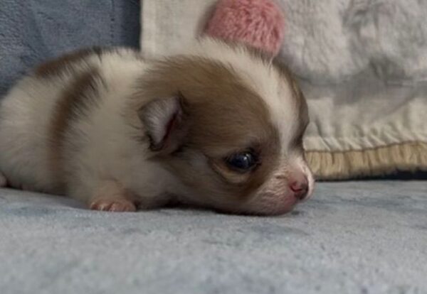 Blue Sable Merle Parti - Image 4