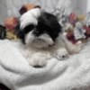 AKC Major