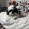 AKC Major - Image 2