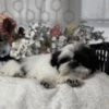 AKC Major - Image 3