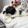 AKC Major - Image 4