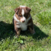 Daisy - Image 2