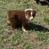 Daisy - Image 3