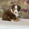 Daisy - Image 4