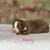 Daisy - Image 5