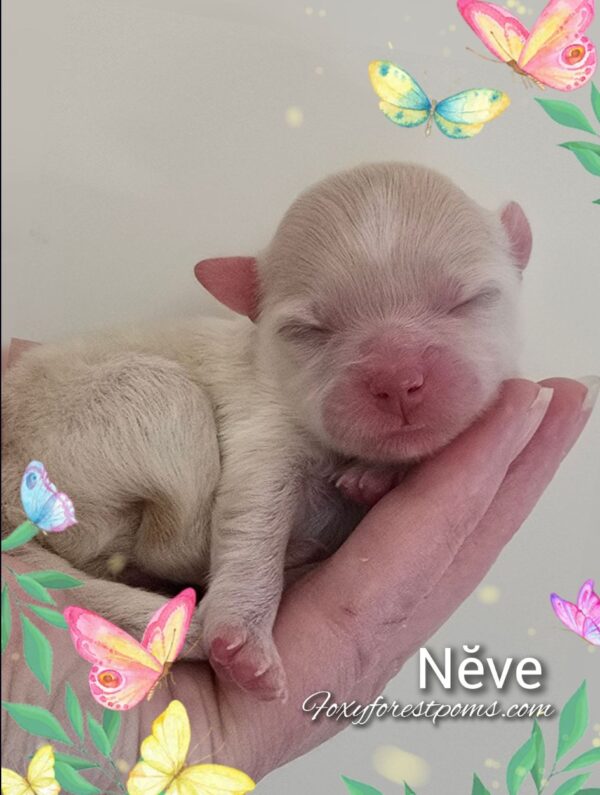 Neve - Image 2