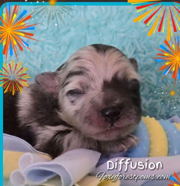 Diffusion - Image 3