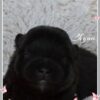 Chyna - Image 2