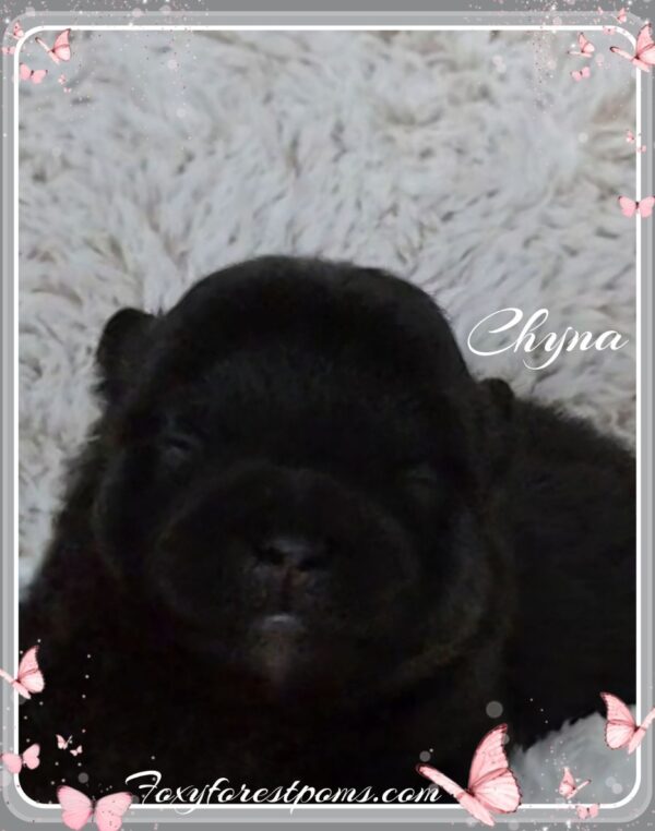 Chyna - Image 2