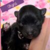 Chyna - Image 3