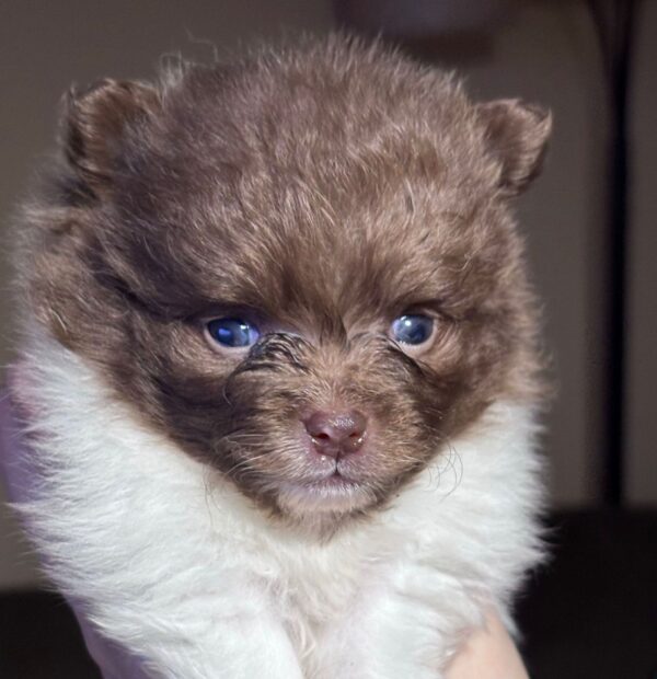 AKC Chocolate Parti Boy