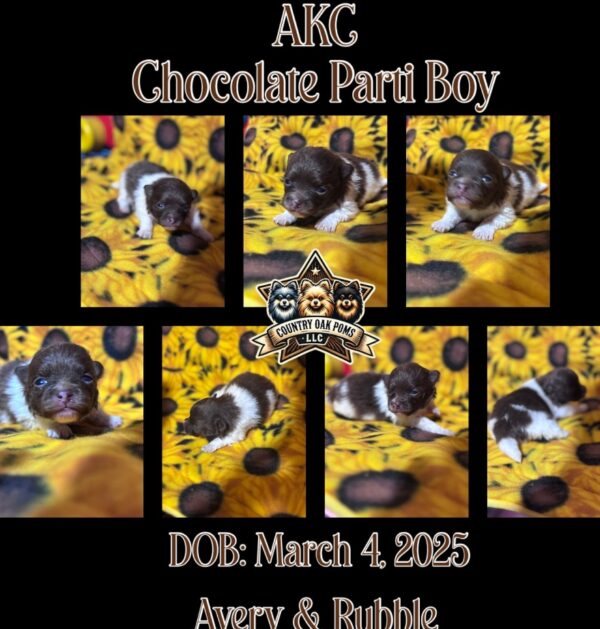 AKC Chocolate Parti Boy - Image 3